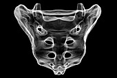 Sacrum bone, illustration