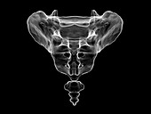 Anatomy of the sacrum and coccyx, illustration