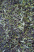 Frisch geerntete Oliven (Bildfüllend)