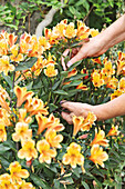 Frau schneidet orangefarbene Freesien (Freesia)
