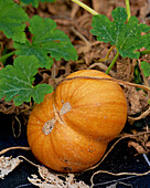 Orangefarbener Kürbis an der Pflanze