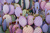 Santa-rita or Purple Prickly Pear Cactus (Opuntia violacea var santa-rita).