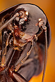 Blatta orientalis, auch bekannt als Schwarzer Käfer oder Orientalische Schabe; war früher in Spanien sehr verbreitet, wird aber von der stärkeren Periplaneta americana (Amerikanische Schabe) verdrängt