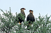 Zwei Schopfkarakaras, Caracara plancus, sitzen in einem Baum in der Provinz San Luis, Argentinien.