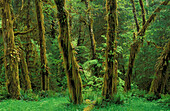Moos- und farnbewachsene Erlenbäume entlang des Spruce Trail, Hoh Rainforest, Olympic National Park, Washington.