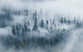 Forest and fog above Hoh River, from Spruce Nature Trail; Olympic National Park, Washington.