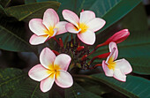 Rosa Plumeria-Blüten auf einem Baum (Plumeria sp. Hybrid); Saipan.
