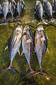 Kumano Kodo pilgrimage route. Fish market. Tuna fish. Fishing port. Katsuura. Nakahechi route. Wakayama Prefecture. Kii Peninsula. Kansai region. Honshü Island . Japan. UNESCO World Heritage Site.