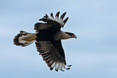 A Crested Caracara, Caracara plancus, in flight in the San Luis Province, Argentina.