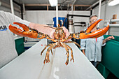 Scientist's hand holding a lobster in aquatic research lab