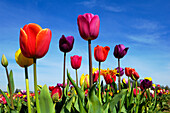 Tulpenblüten bei der Wooden Shoe Tulip Company, Woodburn, Oregon.