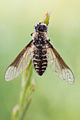 Lomatia ist eine Gattung der Bienenfliegen, die zur Familie der Bombyliidae, Unterfamilie Lomatiinae, gehört.