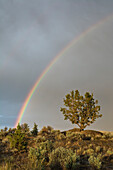 Regenbogen und westlicher Wacholderbaum am Buena Vista Overlook, Malheur National Wildlife Refuge, Ost-Oregon.