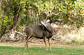 A buck or male Mule Deer, Odocoileus hemionus, rubs his antlers on his back in Capitol Reef National Park, Utah.