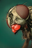 Eine Musca domestica oder Stubenfliege mit starkem Milbenbefall; drei Milben unter dem Subgenitalbereich und zwei weitere zwischen Labellum und Thorax. Diese Milben haben eine leuchtend rote Farbe und eine fingerabdruckartige Struktur.