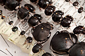 Beetles organized and classified in a wildlife lab