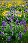 Lupine and Balsamroot, Dalles Mountain Road, Columbia River Gorge National Scenic Area, Washington.