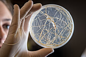 Nahaufnahme einer Wissenschaftlerin, die eine Petrischale mit Proben von Erdnusswurzeln analysiert, Tifton, Georgia.
