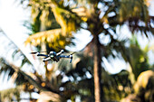 Flying an aerial drone for photography and videography on a tropical beach scene with palm trees