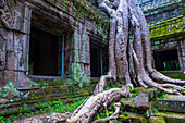 Der Ta Prohm-Tempel in Angkor Thom, Siem Reap, Kambodscha
