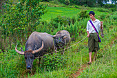 Burmese shepherd in a pasture with a buffalo in Shan state Myanmar