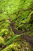 McKenzie River Trail, Willamette National Forest, Oregon.