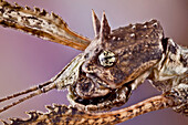 Eine weibliche Stabheuschrecke, die in Europa weit verbreitet ist. Durch ihre natürliche Tarnung sind sie jedoch extrem schwer zu entdecken.