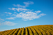 Reihen von Weinstöcken in den Spring Valley Vineyards, Walla Walla County, Washington.
