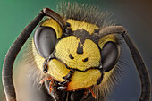 Vespula germanica oder Deutsche Wespe; diese haarige Wespe ist an ihren drei Punkten im Gesicht zu erkennen