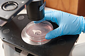 Scientist with blue gloves looking through microscope into petri dish.