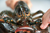 Scientist's hand holding a lobster in aquatic research lab