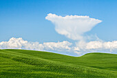 Grünes Weizenfeld und Kumuluswolken am blauen Himmel; Palouse, Washington.