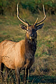 Roosevelt-Elch in der Dean Creek Elk Viewing Area; Douglas County, Oregon.