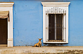 Dog, window and blue wall in the town of Cosal?; Sinaloa, Mexico.