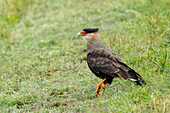 A Crested Caracara, Caracara plancus, forages in the grass longside a road in the San Luis Province, Argentina.