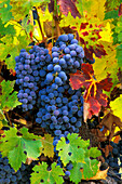 Cabernet Sauvignon grapes on vine; Valley View Winery, Applegate Valley, Oregon.