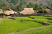 Reisfelder und Häuser in Baan Tong Luang, einem Dorf der Hmong in der ländlichen Provinz Chiang Mai, Thailand.