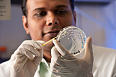 Scientist observing cultures in a petri dish