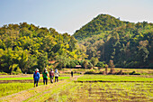 Rice paddy field workers from the Lahu tribe walking through rice paddies near Chiang Rai, Thailand, Southeast Asia, Asia