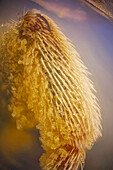 Lots of of pollen in this bee's leg, on the top right corner you can see part of a parasitic mite on the wing