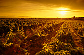 Reihen von Weinstöcken bei Sonnenuntergang, Hyatt Vineyards, Yakima Valley, Washington.