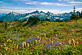 Wildblumen auf einer Wiese und Blick auf die Tatoosh Range vom Skyline Trail im Paradise-Gebiet; Mount Rainier National Park, Washington.