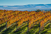 Rows of wine grape vines at Waters Vineyards; Walla Walla, Washington.