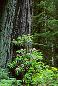 Rhododendron blooming and trunk of giant Redwood tree; Prairie Creek Redwoods State Park/Redwoods National Park, California.