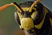 Polistes dominula or european paper wasp; considered an invaise species in USA and Canada. Take sits name from the material used for its nests