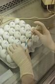 Avian influenza research