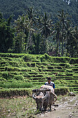 Pflügen eines Reisfeldes mit einem Wasserbüffel in der Nähe von Bukittinggi, West-Sumatra, Indonesien