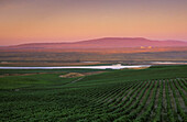 Rattlesnake Mountain, Hanford nuclear site, Columbia River and rows of wine grape vines at Sagemoor Vineyards, at sunrise; Columbia Valley, Washington.