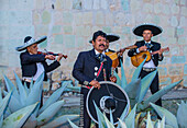 Mariachis spielen zum Tag der Toten in Oaxaca, Mexiko