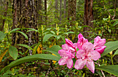 Rhododendron blooming in forest; McKenzie River Trail, Willamette National Forest, Oregon.